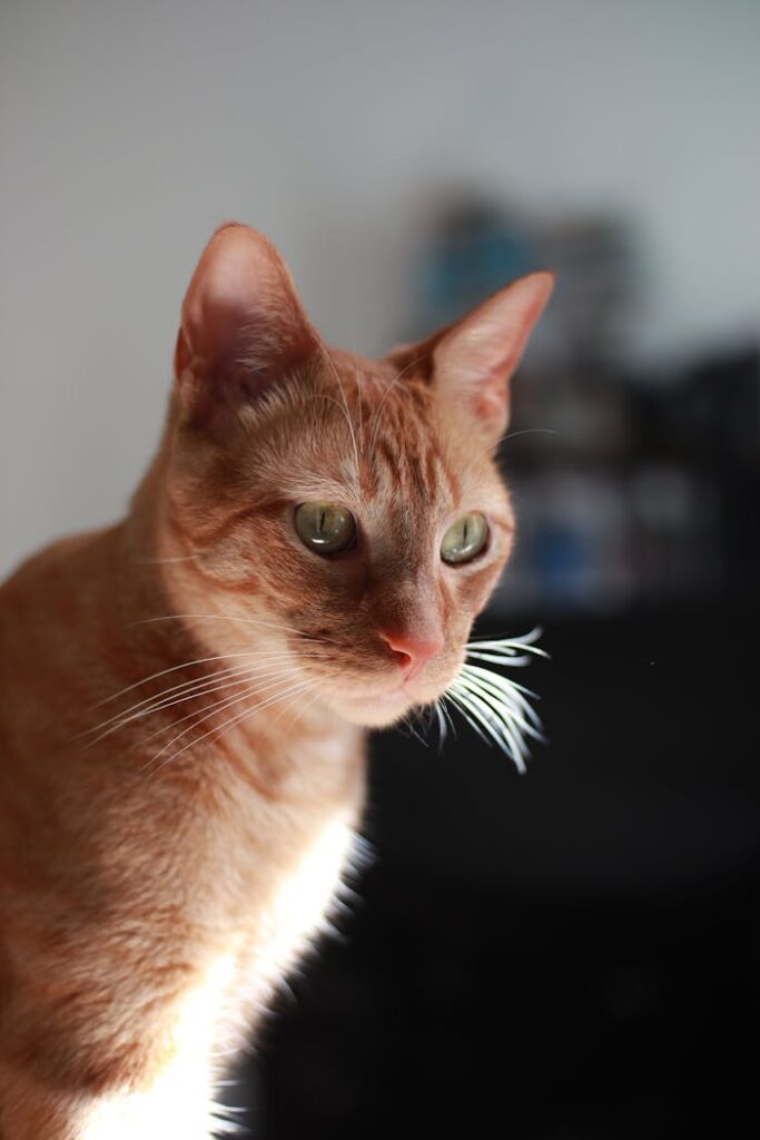 A close up of an orange cat with a green leaf in its mouth